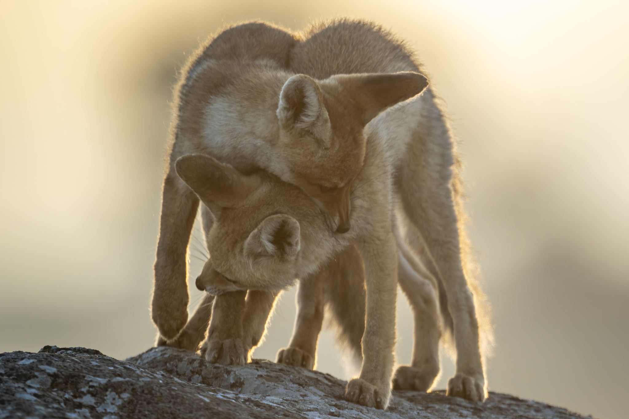 גורי שועלים
